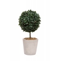 Topiaria Verde Buchinho  Topiaria Verde Buchinho